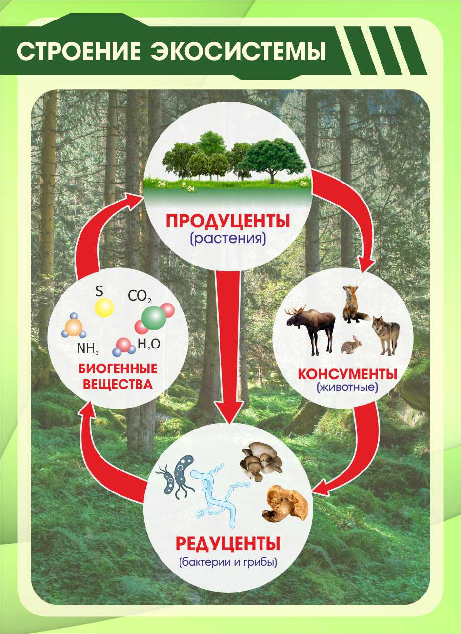 Настенный стенд Строение экосистемы купить в Петрозаводске